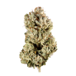 Mac Daddy Cannabis Clone