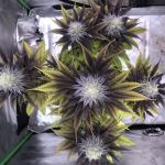 Queen Truffle Cannabis Seeds (3 Pack)