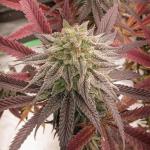 Royal Fruit Salad Cannabis Seeds (3 Pack)