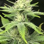 Royal Poop Cannabis Seeds (3 Pack)