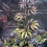 Royal Poop Cannabis Seeds (3 Pack)