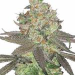 Apple Fritter Cannabis Teen Plant